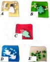 holly soap